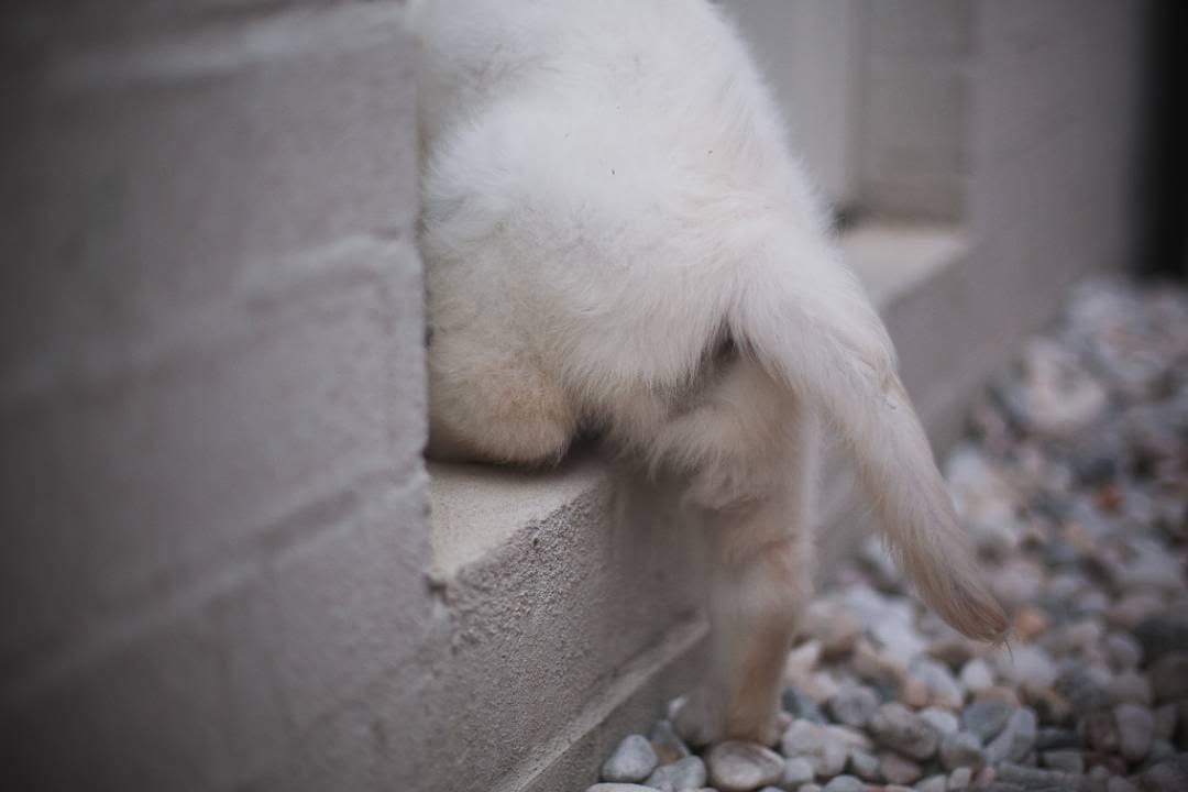 Post 10 by Monty the Golden on Instagram (image)