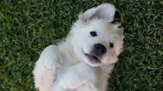 Post 2 by Monty the Golden on Instagram (video)
