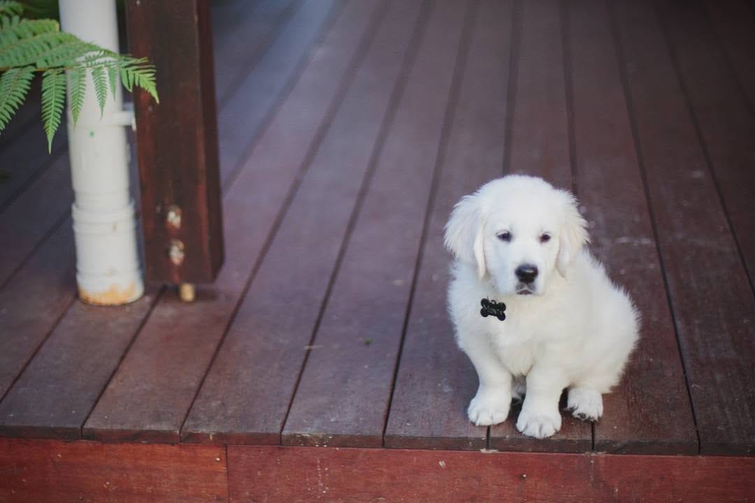 Post 3 by Monty the Golden on Instagram (image)