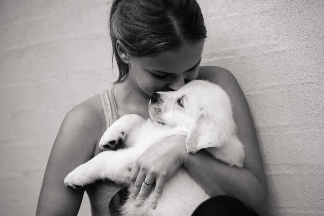 Post 8 by Monty the Golden on Instagram (image)