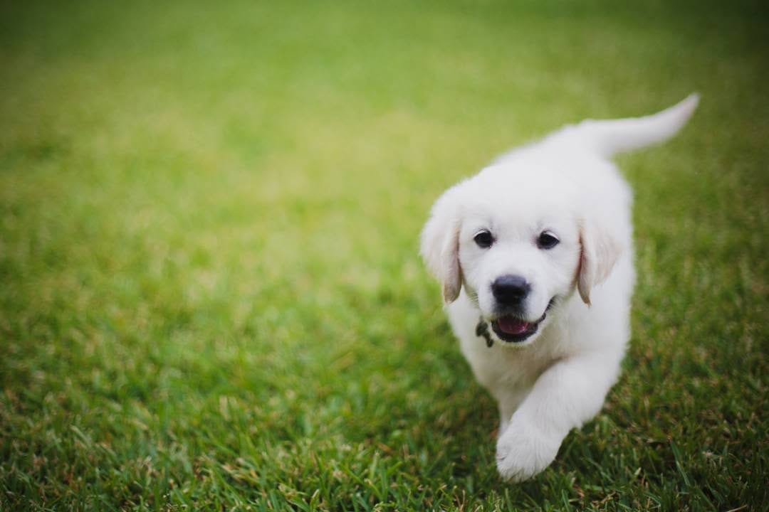 Post 9 by Monty the Golden on Instagram (image)