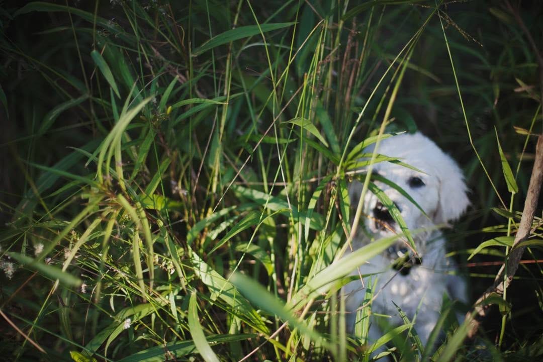 Post 4 by Monty the Golden on Instagram (image)