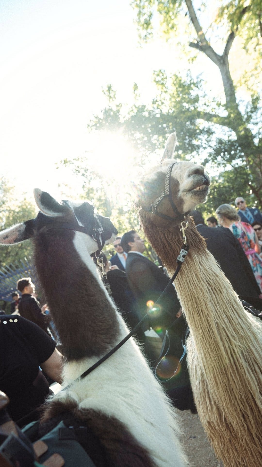 Post 7 by Memo Márquez Destination Weddings on Instagram (video)