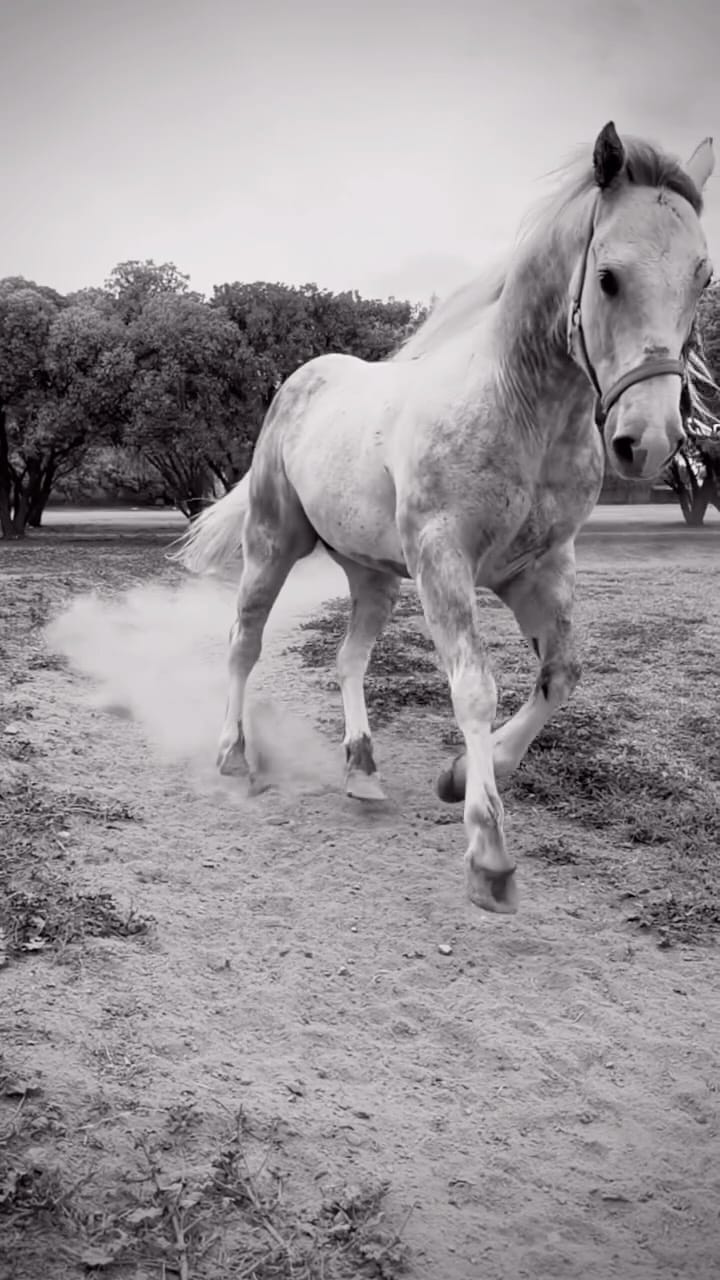 Post 7 by Hacienda Santa Ana y Lobos on Instagram (video)