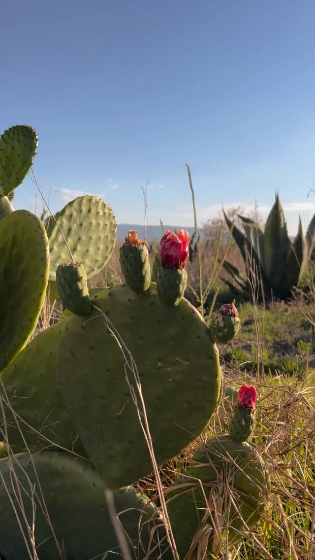 Post 7 by Hacienda Zotoluca on Instagram (video)