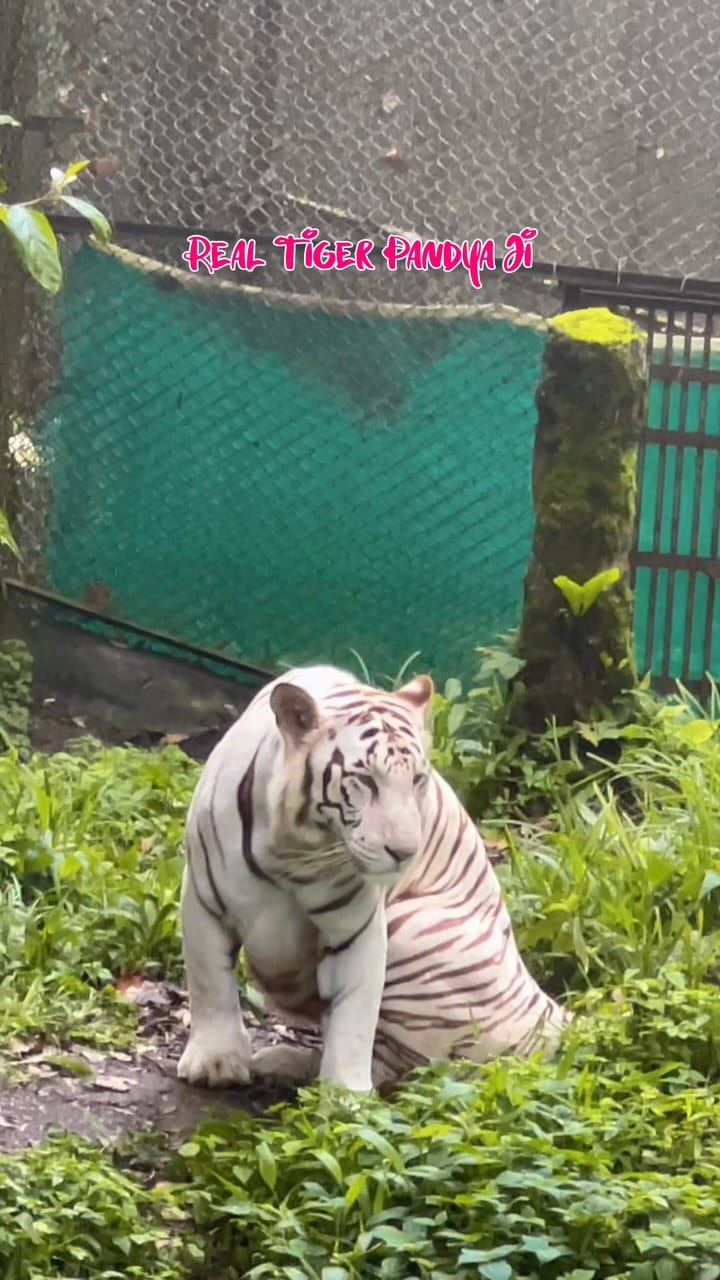 Post 7 by Meghraj Meena on Instagram (video)
