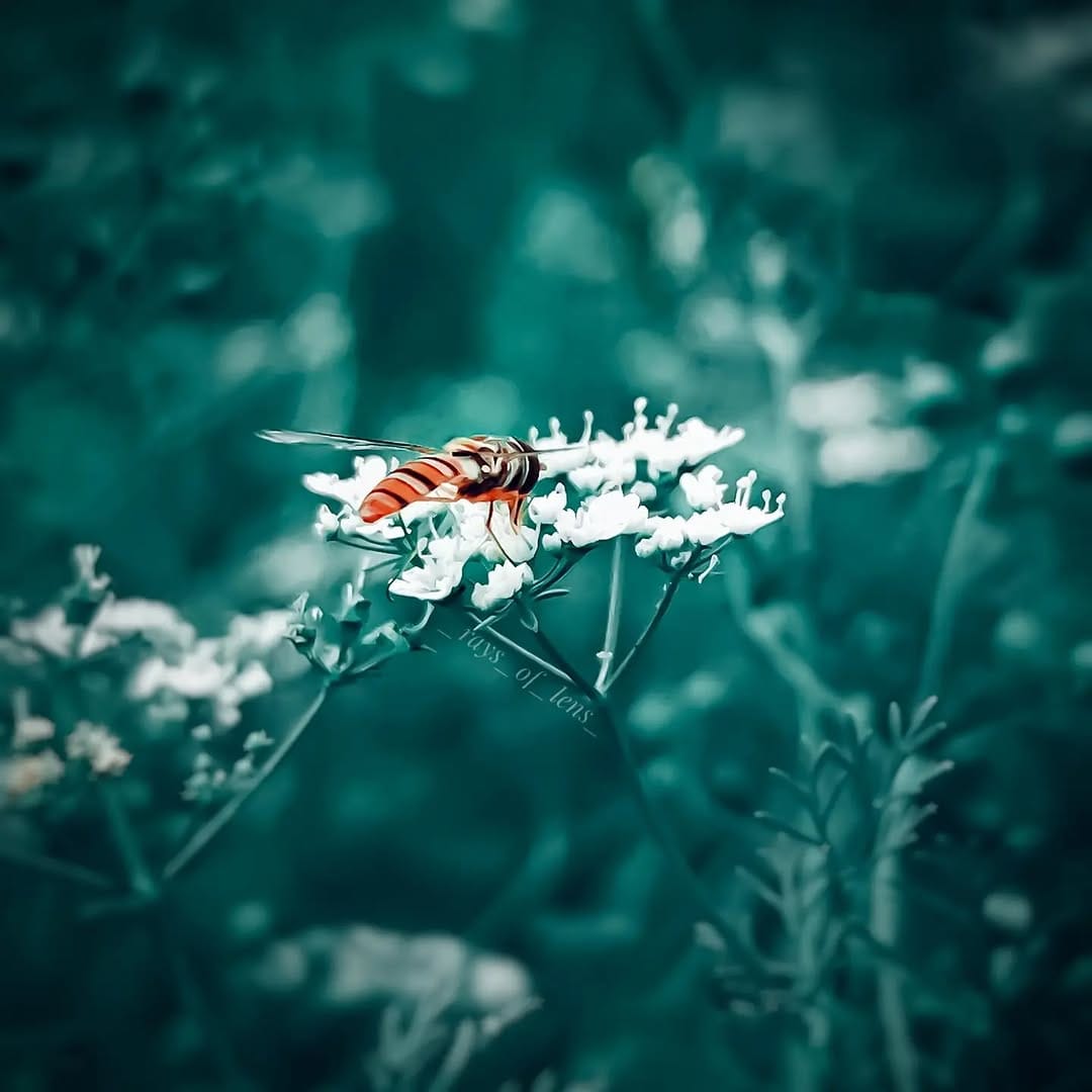 Post 4 by Soumya | Photographer on Instagram (image)