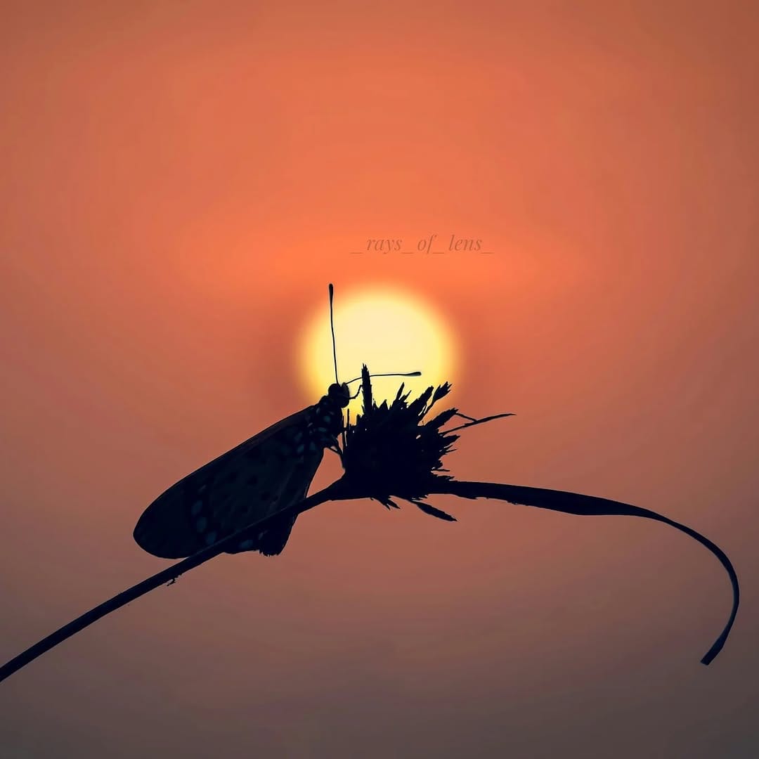 Post 8 by Soumya | Photographer on Instagram (image)