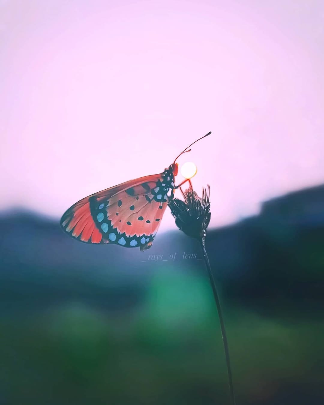 Post 10 by Soumya | Photographer on Instagram (image)