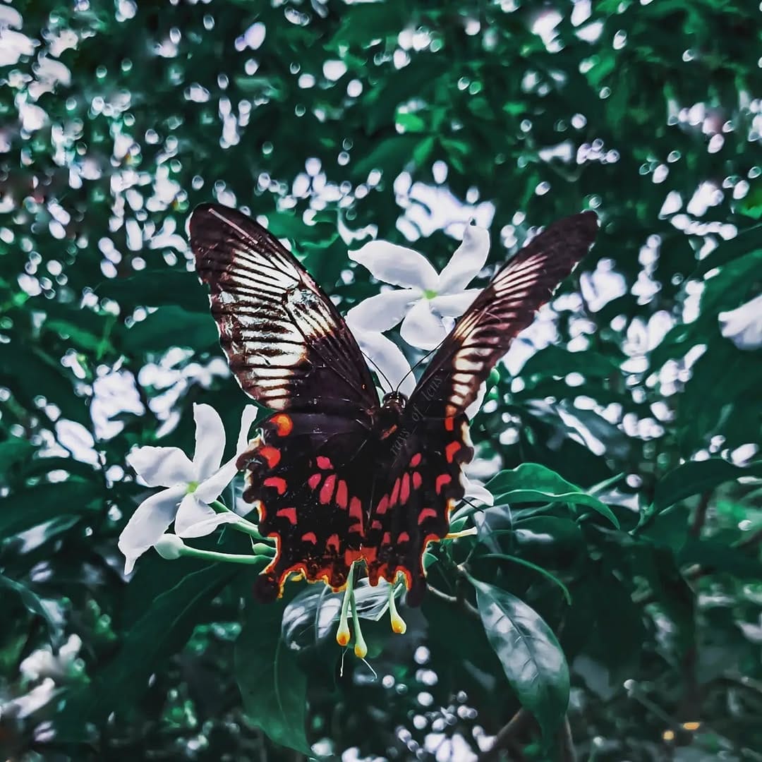 Post 3 by Soumya | Photographer on Instagram (image)