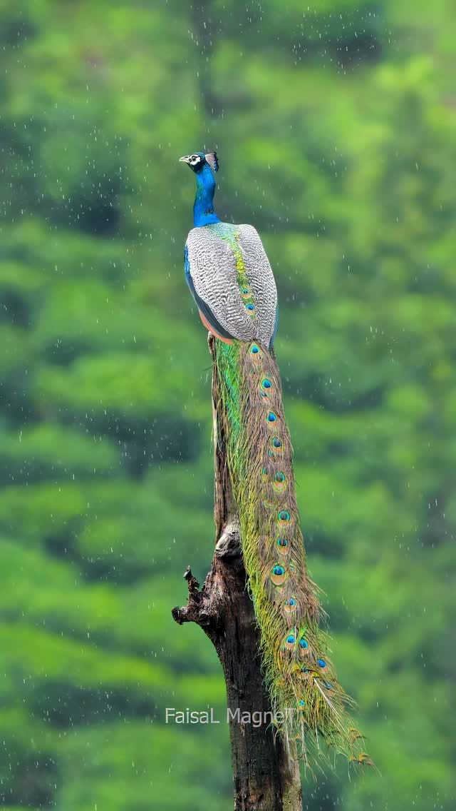 Post 9 by Faisal Magnet on Instagram (video)