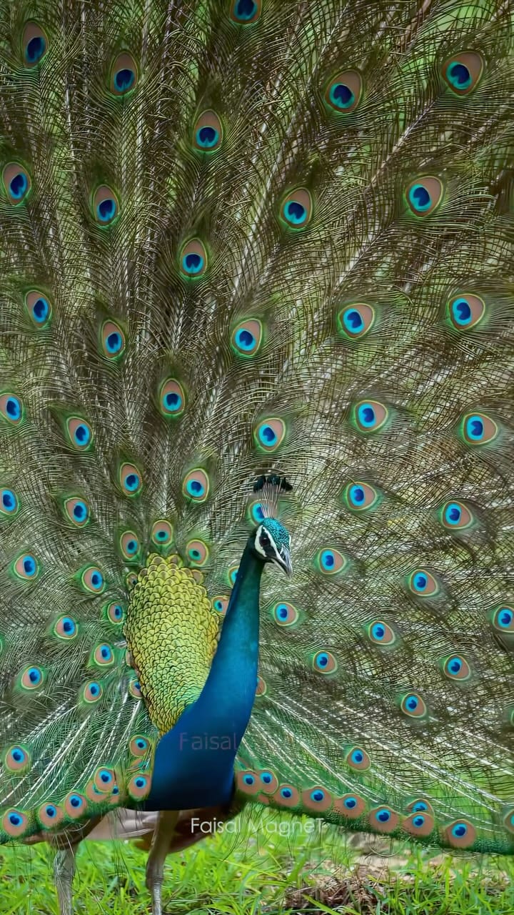Post 2 by Faisal Magnet on Instagram (video)