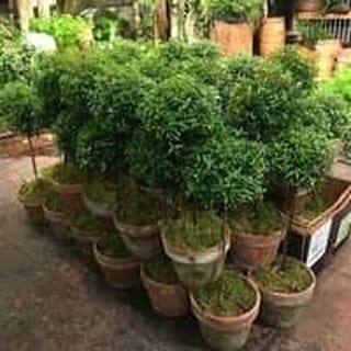 Post 6 by New York Topiary on Instagram (image)