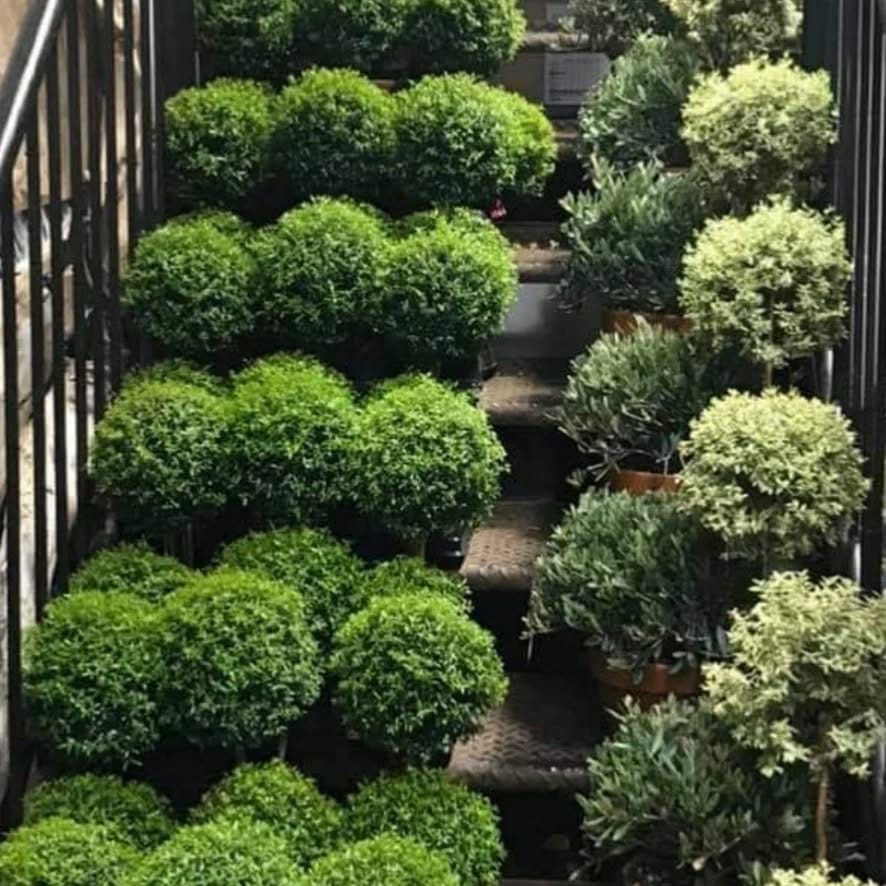 Post 5 by New York Topiary on Instagram (image)