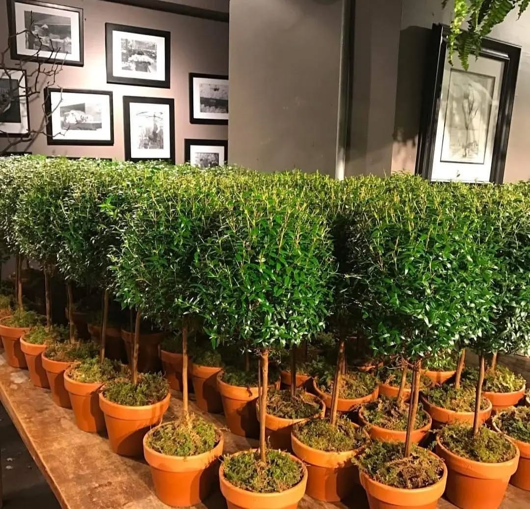 Post 4 by New York Topiary on Instagram (image)