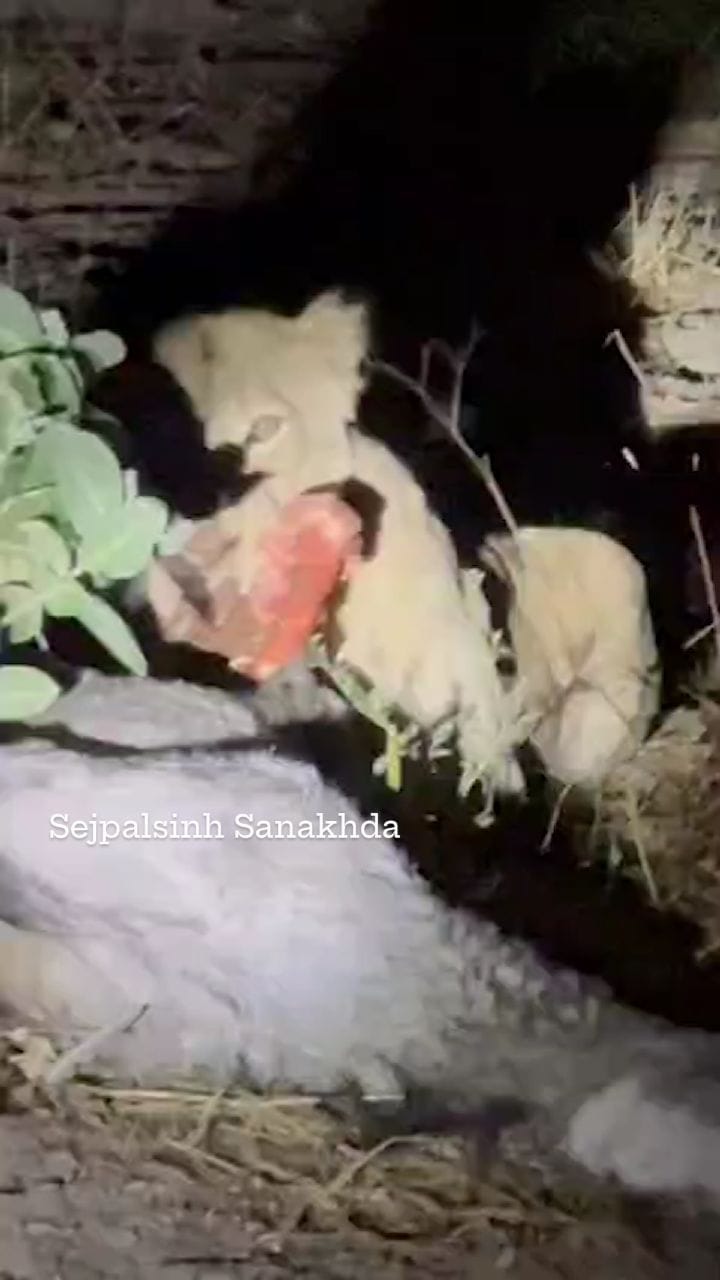 Post 9 by ♛ RATHOD SEJPALSINH SANKHDA ♛ on Instagram (video)