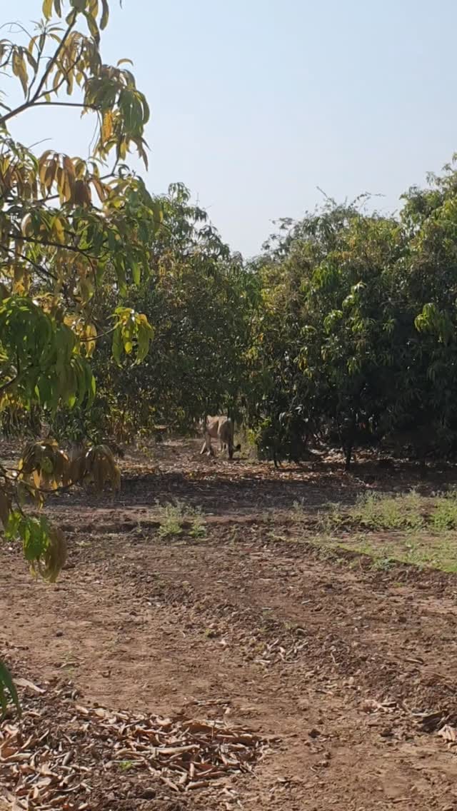 Post 1 by ♛ RATHOD SEJPALSINH SANKHDA ♛ on Instagram (video)