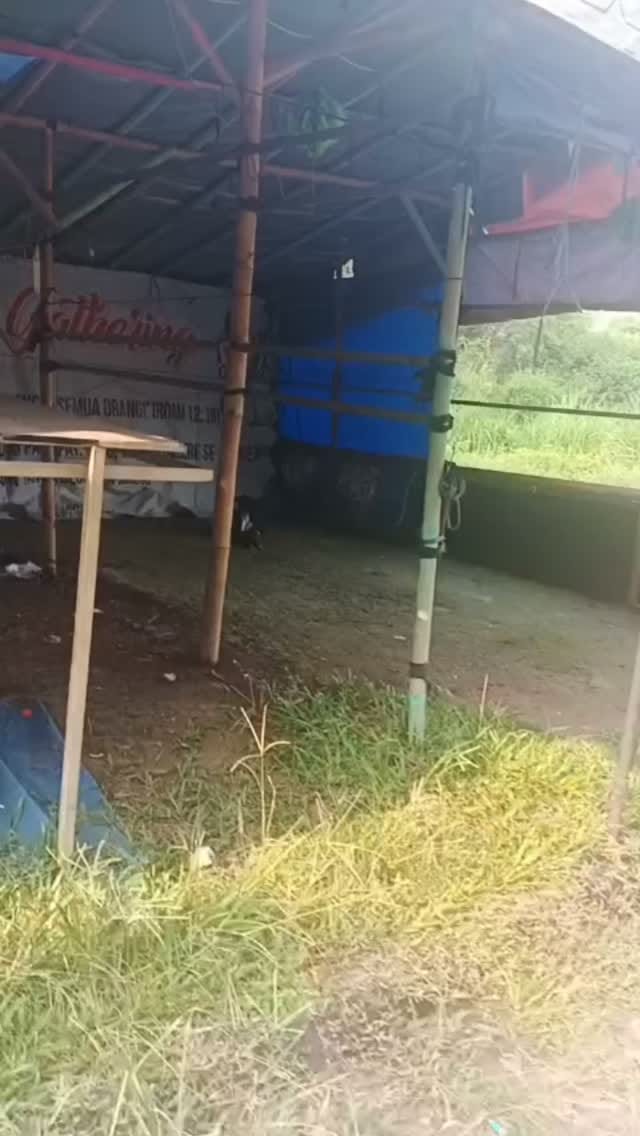 Post 8 by Pejaten Shelter on Instagram (video)
