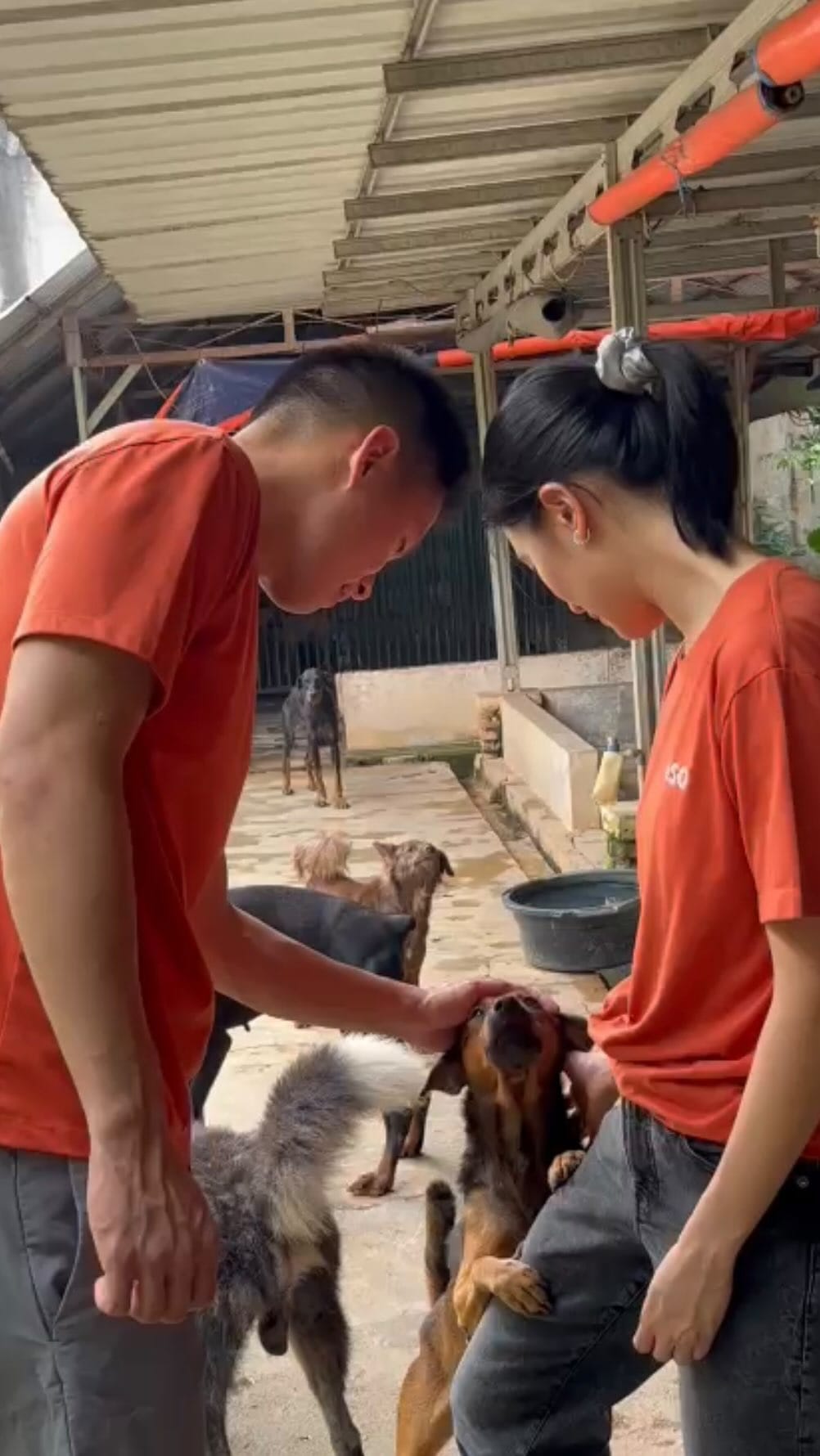 Post 2 by Pejaten Shelter on Instagram (video)