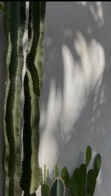 Post 6 by Spiritum Tulum on Instagram (video)