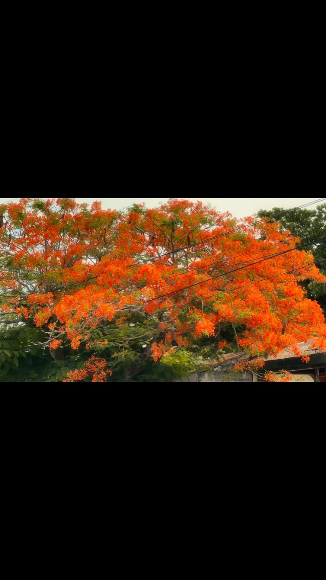 Post 9 by Spiritum Tulum on Instagram (video)
