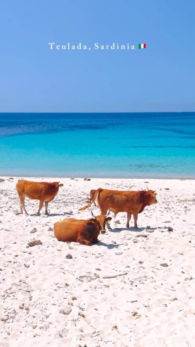 Post 1 by Alessandro Guidi 🏝️Sardinia on Instagram (video)