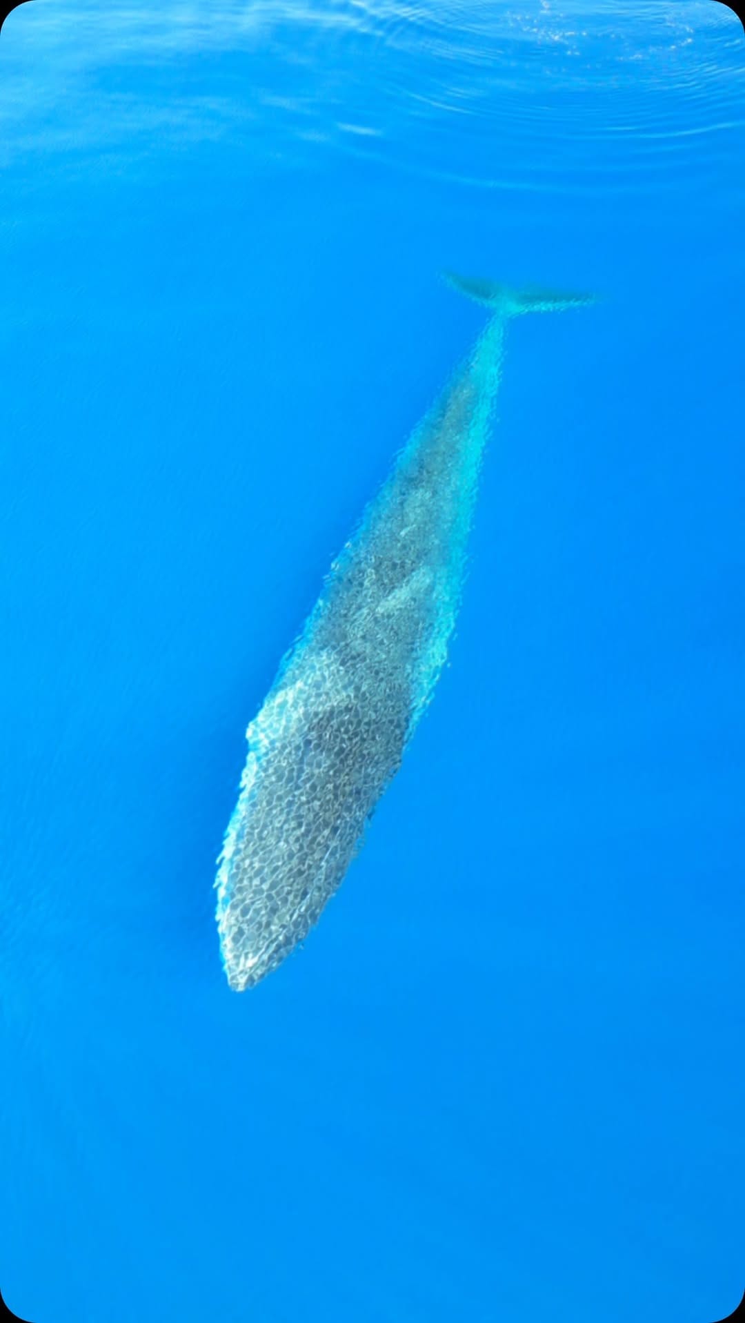 Post 10 by Alessandro Guidi 🏝️Sardinia on Instagram (video)
