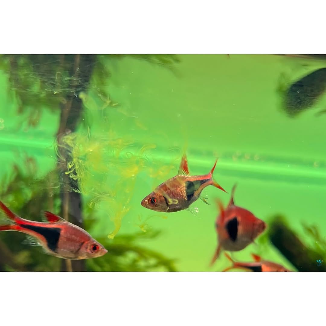 Post 5 by 🌱Scapes_and_more Aquariumservice 🏞 on Instagram (carousel)