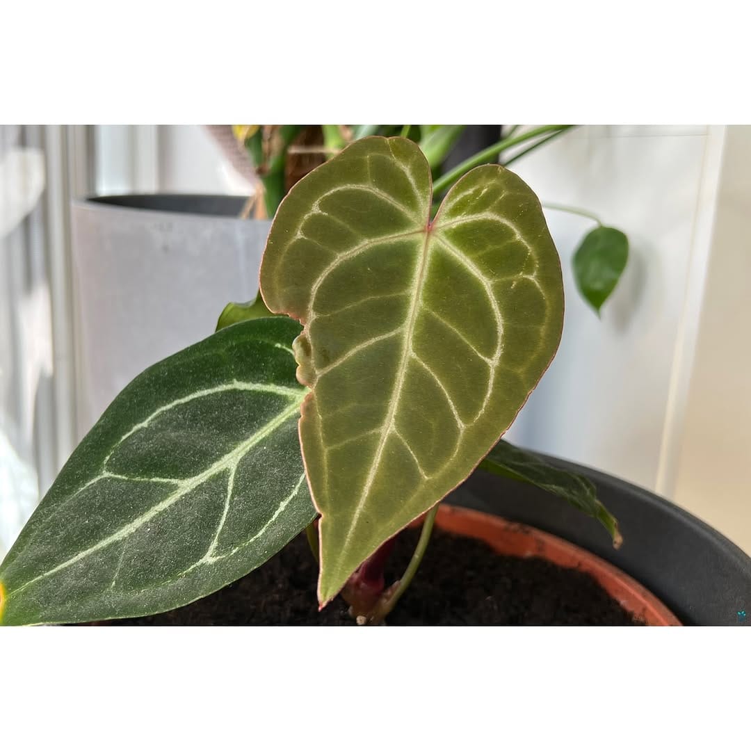 Post 8 by 🌱Scapes_and_more Aquariumservice 🏞 on Instagram (carousel)