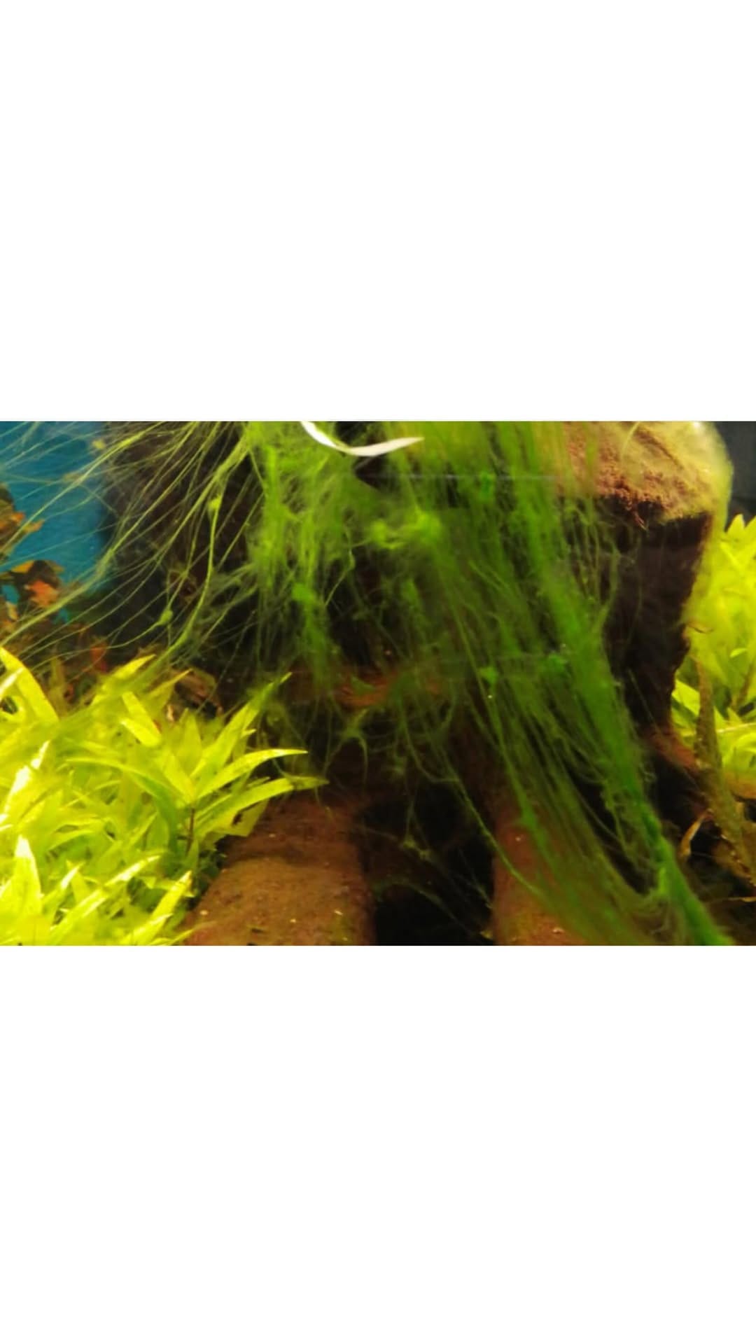 Post 1 by 🌱Scapes_and_more Aquariumservice 🏞 on Instagram (video)
