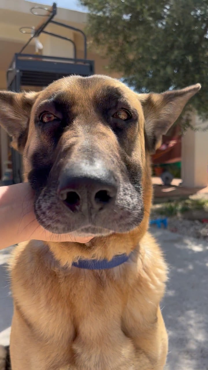 Post 1 by Duke 🐕Scooby🦮 Blondie 🐕 on Instagram (video)