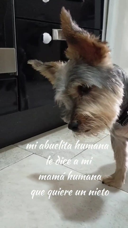 Post 10 by Duke 🐕Scooby🦮 Blondie 🐕 on Instagram (video)