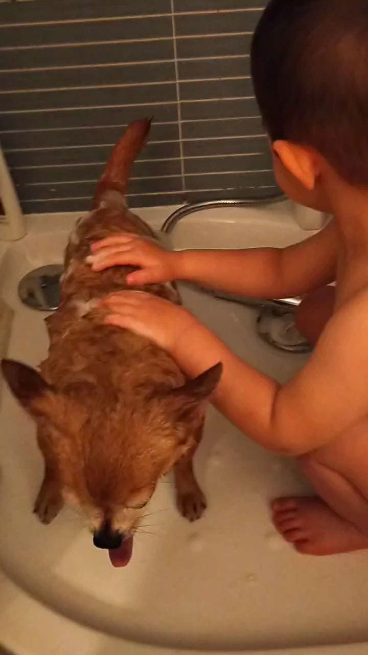 Post 8 by Duke 🐕Scooby🦮 Blondie 🐕 on Instagram (video)