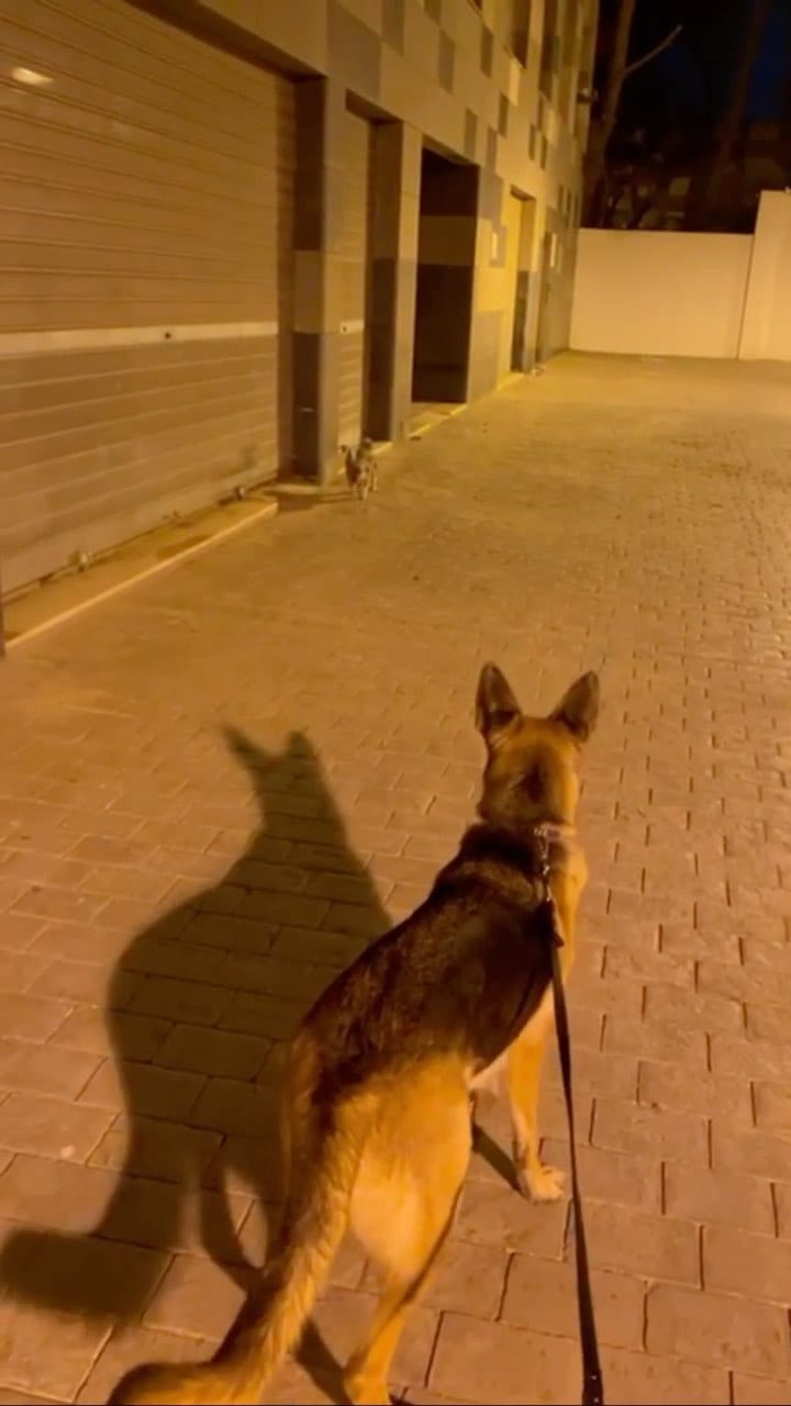 Post 4 by Duke 🐕Scooby🦮 Blondie 🐕 on Instagram (video)