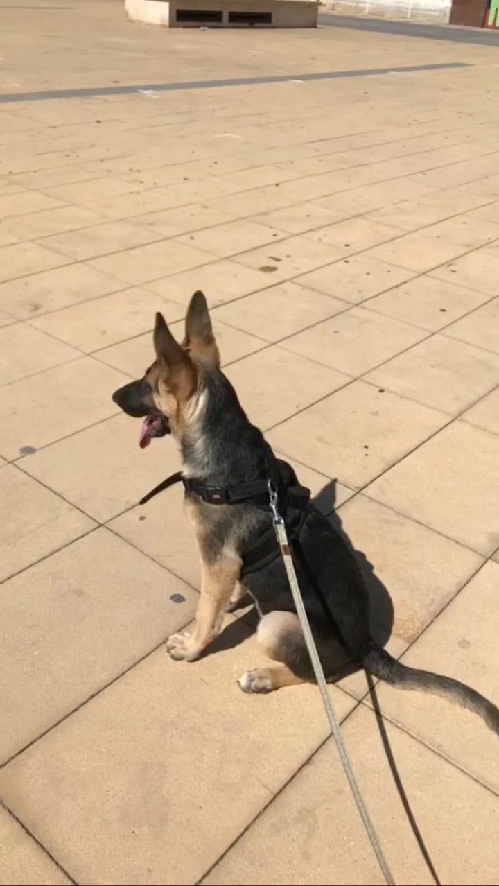 Post 7 by Duke 🐕Scooby🦮 Blondie 🐕 on Instagram (video)