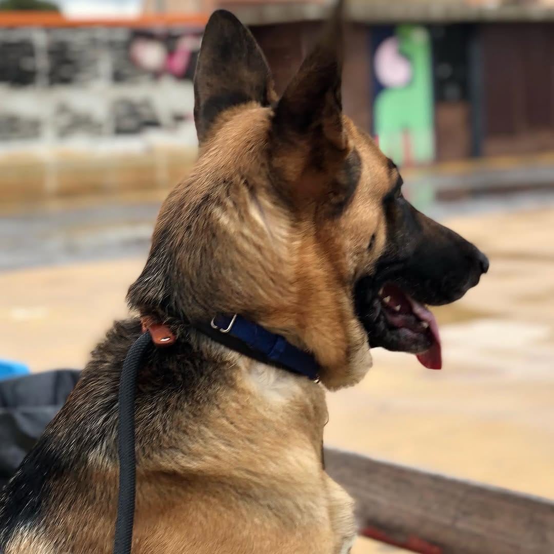 Post 9 by Duke 🐕Scooby🦮 Blondie 🐕 on Instagram (carousel)