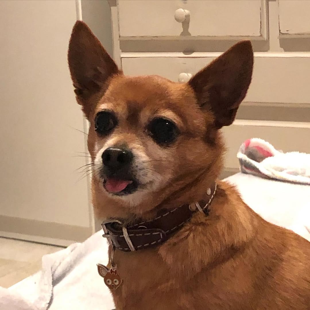 Post 6 by Duke 🐕Scooby🦮 Blondie 🐕 on Instagram (image)