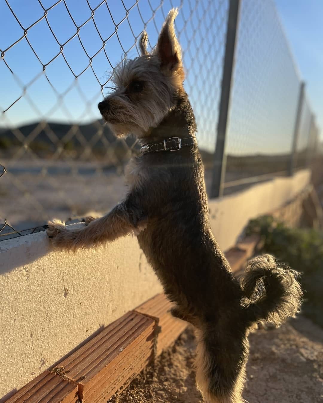 Post 2 by Duke 🐕Scooby🦮 Blondie 🐕 on Instagram (image)