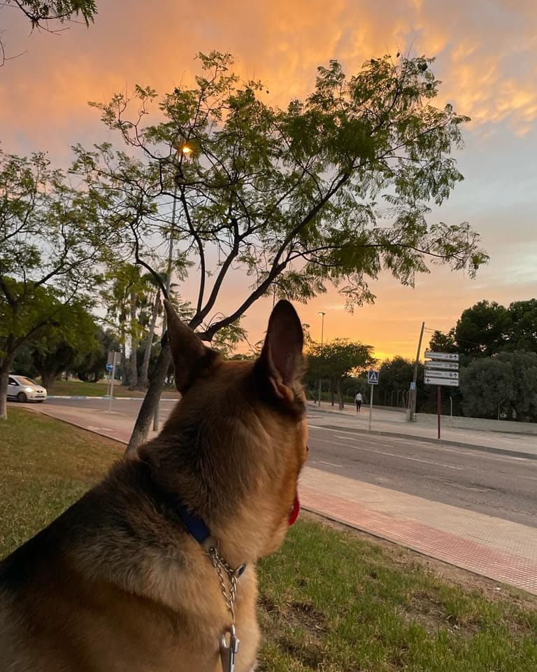 Post 3 by Duke 🐕Scooby🦮 Blondie 🐕 on Instagram (image)