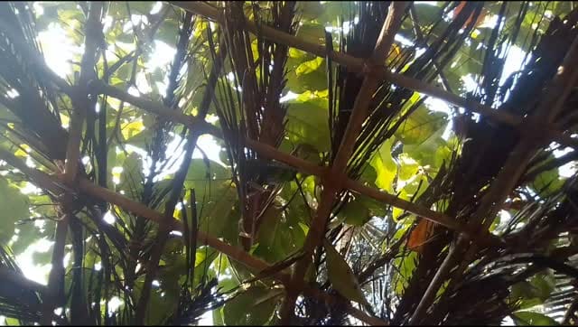Post 5 by Snehdip Biswas on Instagram (video)