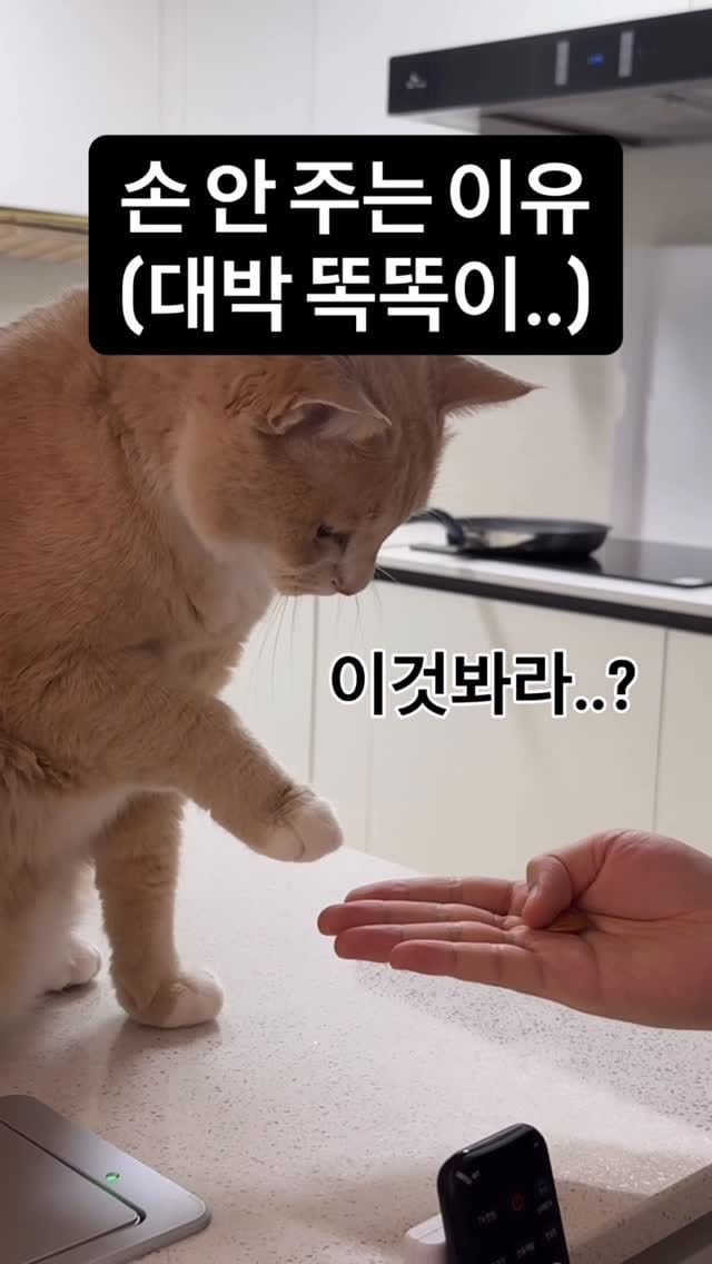 Post 8 by 양옹금옹실 on Instagram (video)