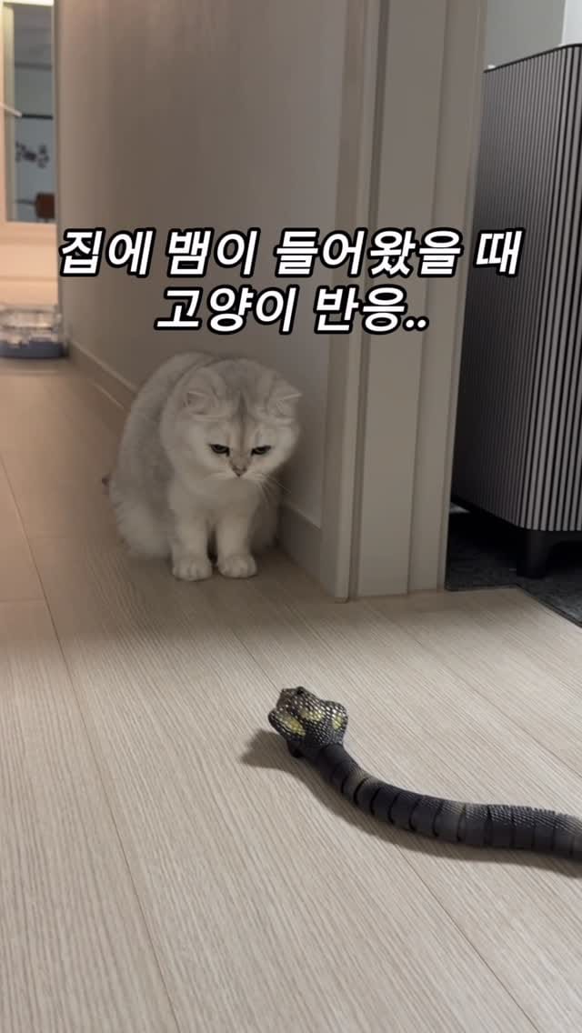 Post 7 by 양옹금옹실 on Instagram (video)