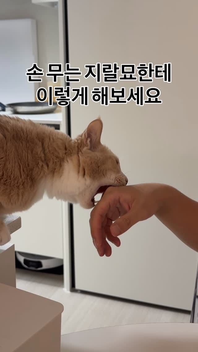 Post 9 by 양옹금옹실 on Instagram (video)