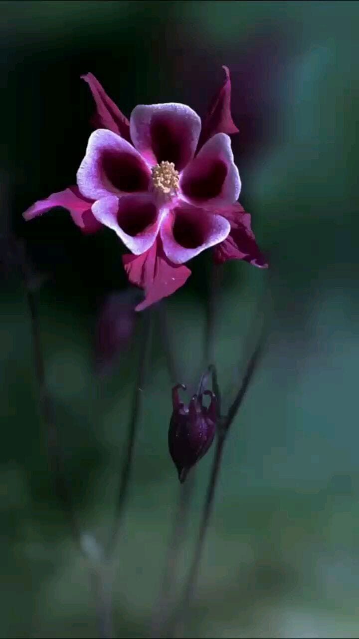 Post 3 by @mhnd_alhadaad on Instagram (video)