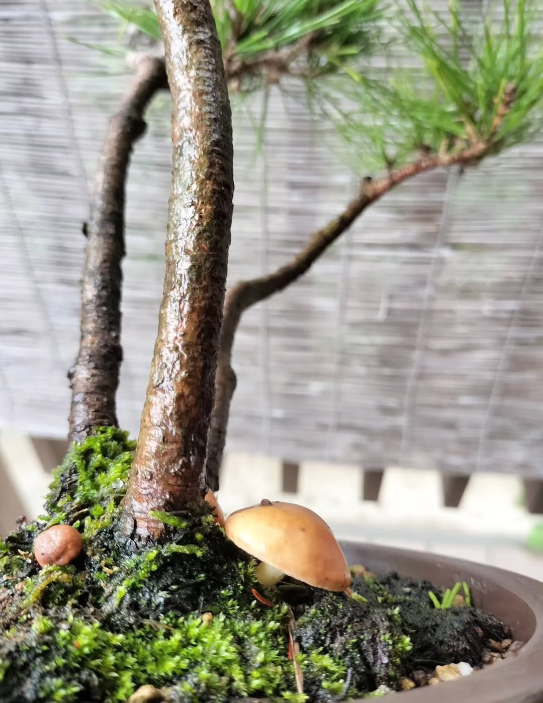 Post 4 by いぶきGREEN 〜植物と共に過ごす日々を〜 on Instagram (carousel)