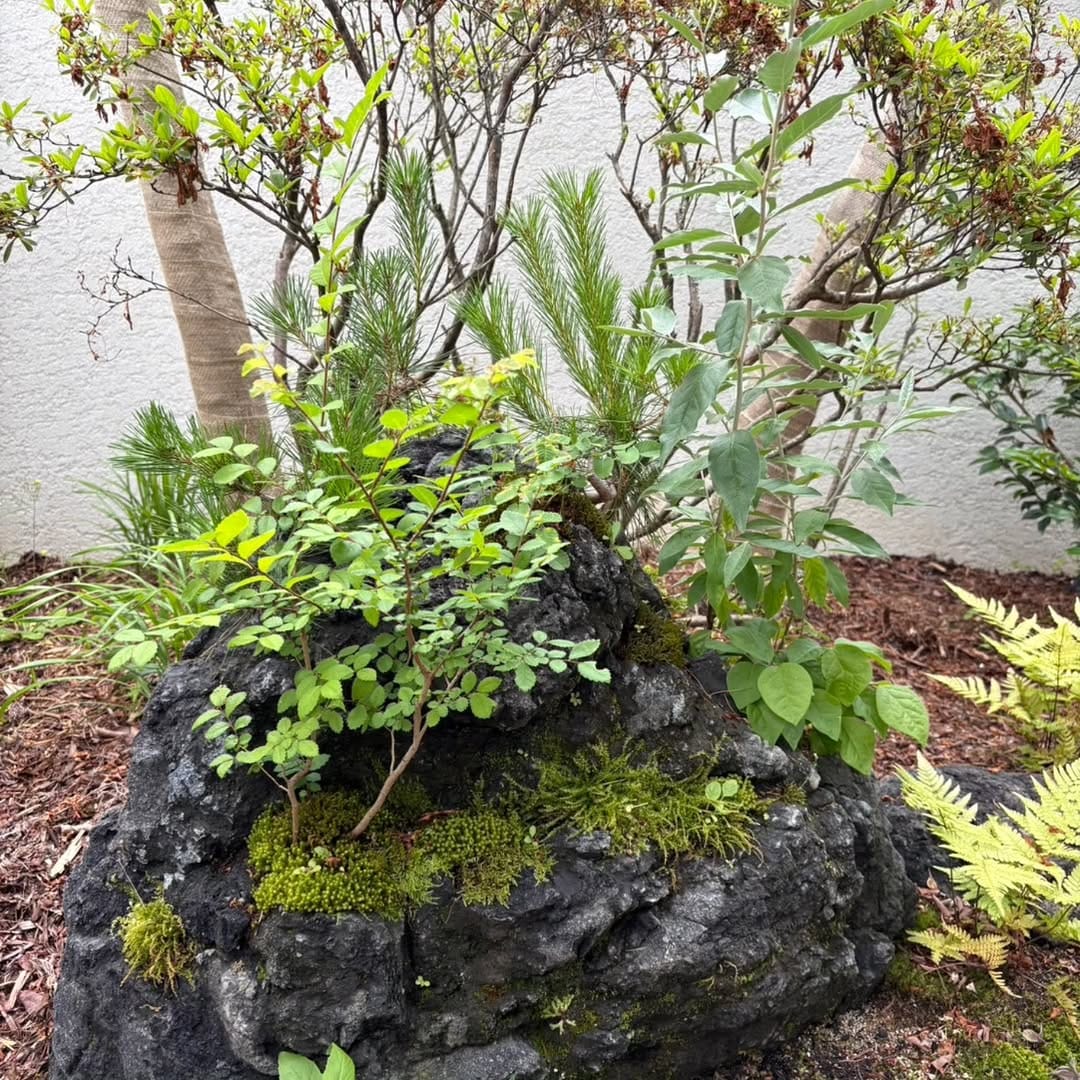 Post 6 by いぶきGREEN 〜植物と共に過ごす日々を〜 on Instagram (carousel)