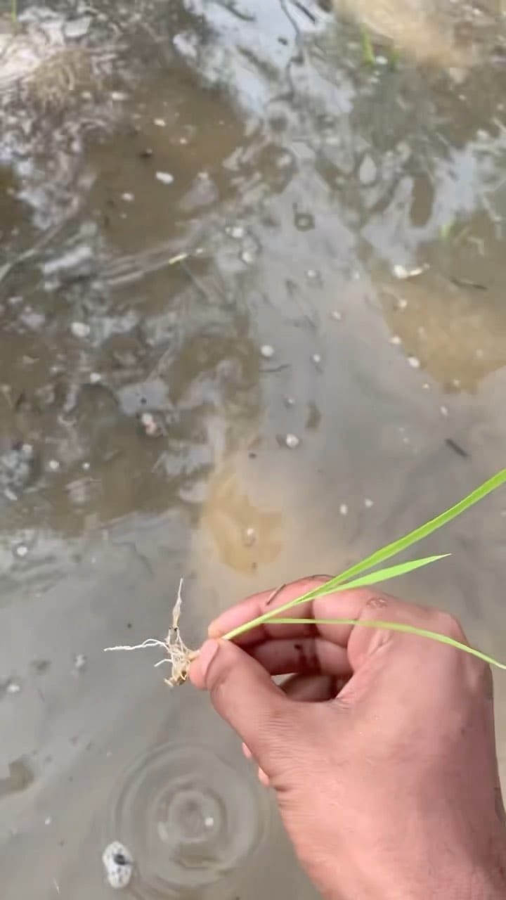 Post 2 by Bayan Jaber Ansari on Instagram (video)