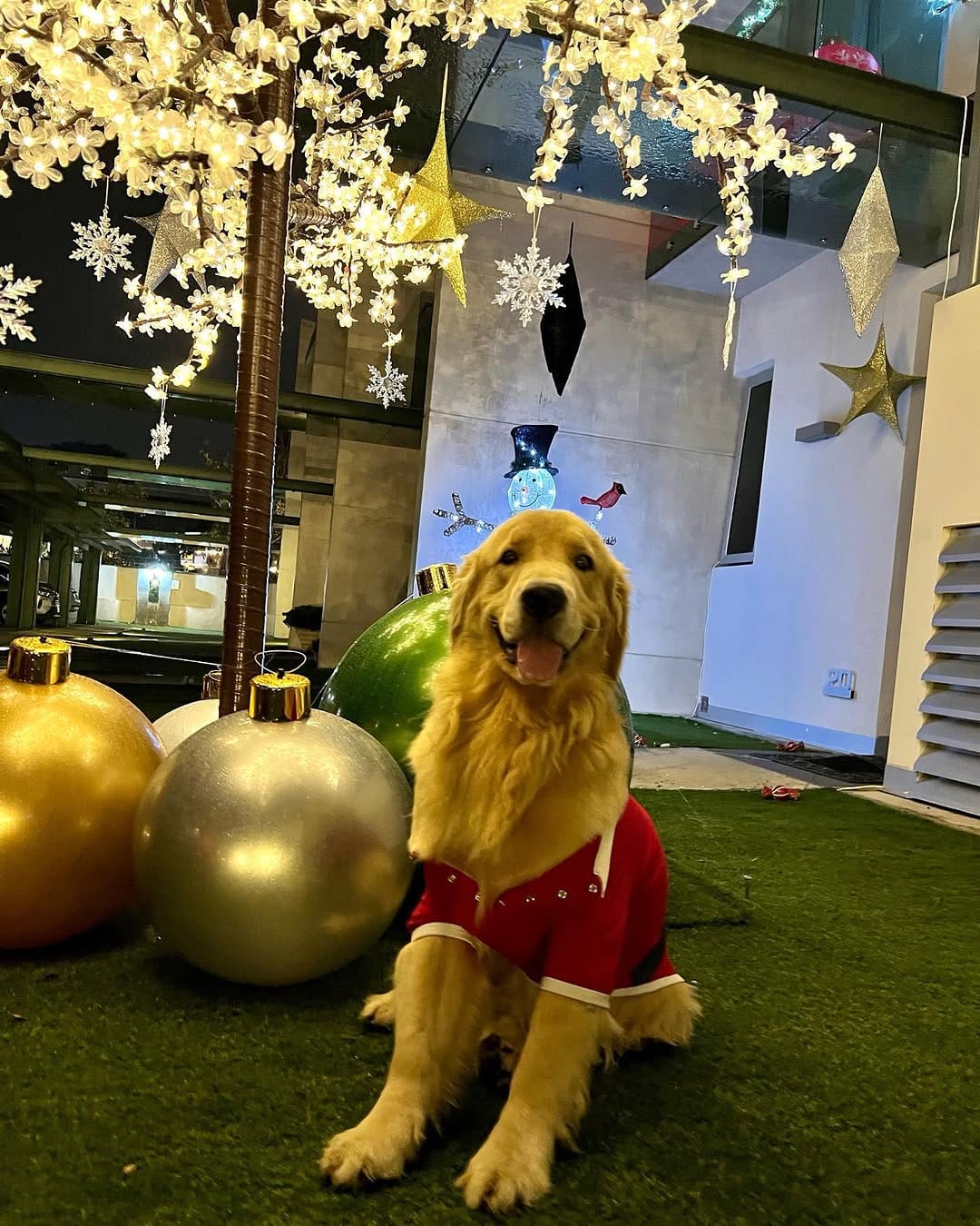 Post 9 by Golden Doggito on Instagram (carousel)