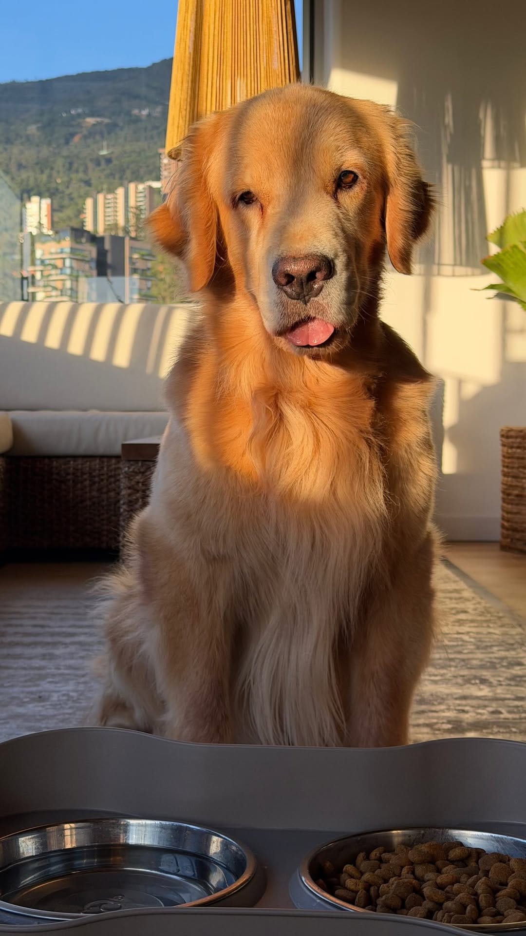 Post 2 by Golden Doggito on Instagram (video)