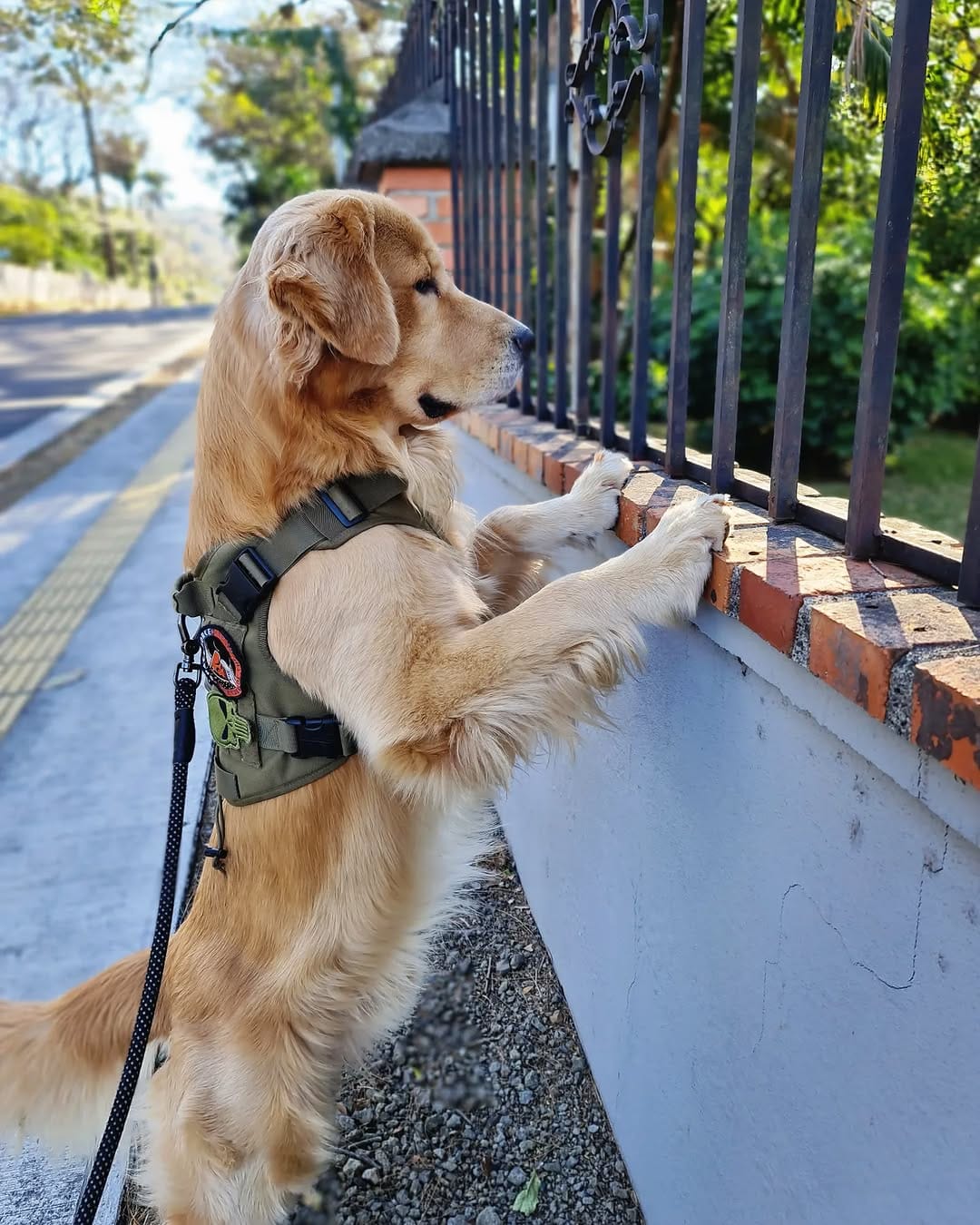 Post 8 by Golden Doggito on Instagram (image)